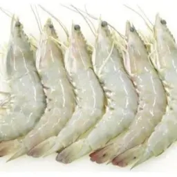 Medium Shrimp